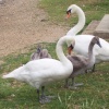 Swans at Ruislip Lido