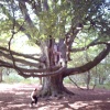 the old beach tree in Buchan park , Crawley,  West Sussex.