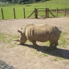 Rhino at Marwell Zoo in Hampshire.