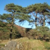 Pine trees near Torver, Cumbria.