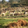 Fallow Deer, on Cannock Chase. Staffordshire