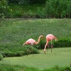 Flamingo, Marwell Zoo, Hampshire