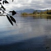 shore of Derwent, looking towards skiddaw, Lake district.