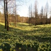 Daffodils in Great Windsor Park, Surrey
