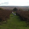 Heartbeat country