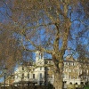 London River Thames Richmond riverside with Plane Tree.