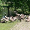 Geese on Brandon Lode in Brandon, Suffolk.