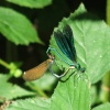 Wildlife in England - Dragon Fly, taken in Kent