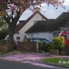 Pink Blossom Carpet at Pinner, Greater London