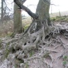 old tree in Arundel park, West Sussex