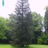 A fabulous Monkey Tree in Kings Park in Retford, Nottinghamshire