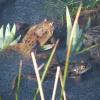 Frogs spawning - Peak District