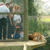 Tiger at Thrigby Hall, Norfolk