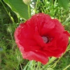 Wild Poppy in Axminster, Devon