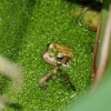 Frog in a pond, Steeple Claydon, Buckinghamshire