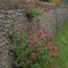 Wild Flowers, Winterton-on-Sea, Norfolk