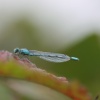Dragonfly, Lowestoft, Suffolk