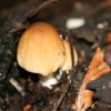 A picture of fungi in Blundeston, Suffolk
