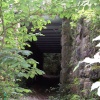 Walk in the Woods, North Anston, South Yorkshire