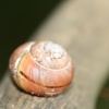 Close up of a small Snail at Oulton, Suffolk