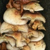 Fungi at Blundeston, Suffolk