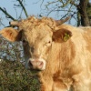 Bullock near the River Soar, Leicestershire