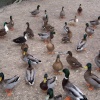 The local ducks at Wilton village, Wiltshire