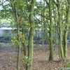 Kings Wood, Bawtry