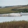 Young Whale washed up on the Humber, New Holland, Lincolnshire