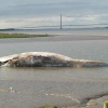 Whale on the  River Humber, New Holland, Lincolnshire
