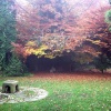 Sherdley Park, Autumn image.