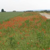 Tarrant Rushton, Dorset