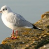 Keyhaven, Hampshire