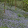 Bluebells