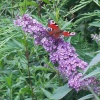 Peacock on Buddleia
