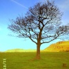 Tree at Dovestones, Greenfield