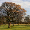 Beverley Westwood Winter Scene