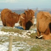 Highland cattle on Elton Moor