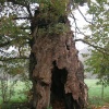 The Boy's Tree, Wheatley, Oxfordshire