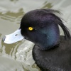 Tuffted Duck. Herrington Country Park. Sunderland.