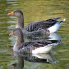 A pair of greylag geese....anser anser, Eastrington, East Riding of Yorkshire