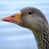 Greylag goose....anser anser, Eastrington, East Riding of Yorkshire