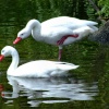Corsoroba swans, Wildfowl & Wetlands Trust Martin Mere, Burscough, Lancashire