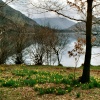 Daffodils on Ullswaters shore.