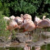 Pink flamingo, Wildfowl & Wetlands Trust Martin Mere, Burscough, Lancashire