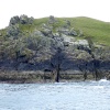 Puffin Island  nr Padstow,Cornwall.