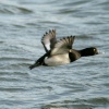 Tufted Duck in Flight Herrington Country Park.