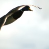 Mallard in Flight.