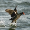 Moorhen over Herrington Ponds.
