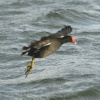 Moorhen over Herrington Ponds.